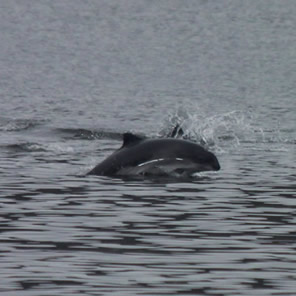 Porpoise just off shore at Broomfield