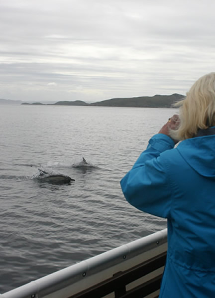 Dolphin Watching at Ullapool